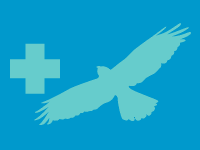 Grey-faced Buzzard (â…¡ endangered species)