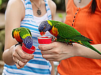 Fruit bats (an endangered species â…¡)