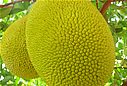 Jackfruit