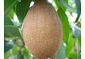 Sapodilla